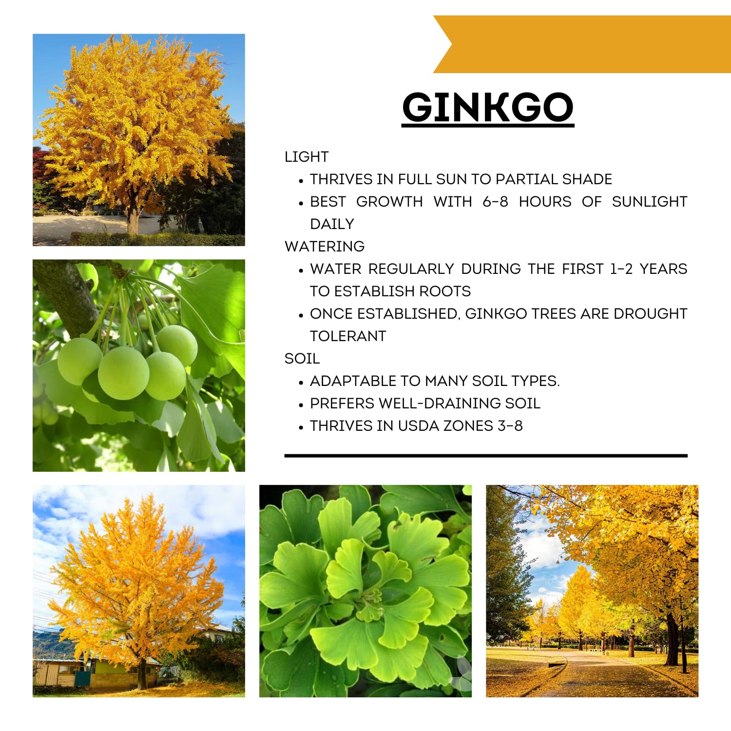 Live Ginkgo Tree, in 4” Pot, Ginkgo Plant Live, 6-12” Tall, Shade Tree for Garden or Container