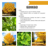 Ginkgo Tree Live Plant, 8 Inches Tall in 4 Inch Pot, Hardy Ornamental Tree for Outdoor Planting