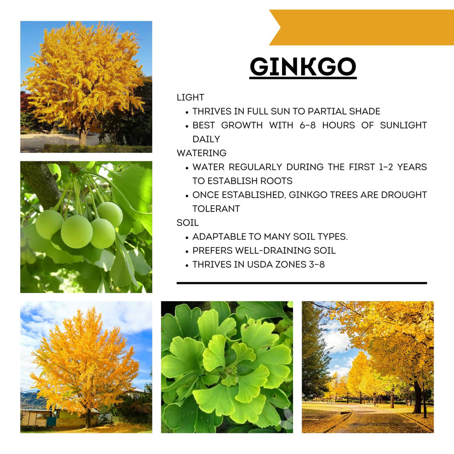 Ginkgo Tree Live Plant, 8 Inches Tall in 4 Inch Pot, Hardy Ornamental Tree for Outdoor Planting