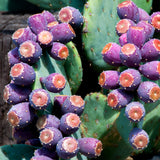 25 Purple Prickly Pear Cactus Seeds for Planting, Cactus Succulent for Home Decor Fast-Growing, Cold Hardy, Indoor Outdoor Planting