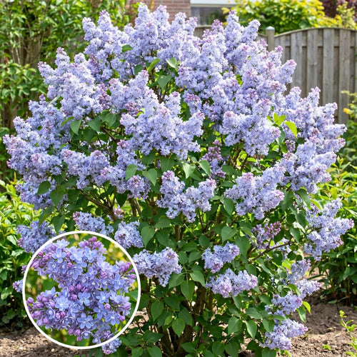 Double Lavender-Blue Lilac Bush Live Tree Plant, 1 Year Old Tree for Planting, 6 to 12 Inches in Tall, Hardy Shrub, Dormant in Winter