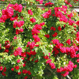 Vibrant Hot Pink Climbing Rose Live Plant, Fragrant Rose Bush Ready to Plants, Zone 5 to 9, Size 5 to 7 Inches and Bare Root
