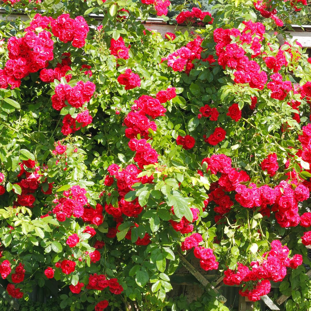 Vibrant Hot Pink Climbing Rose Live Plant, Fragrant Rose Bush Ready to Plants, Zone 5 to 9, Size 5 to 7 Inches and Bare Root