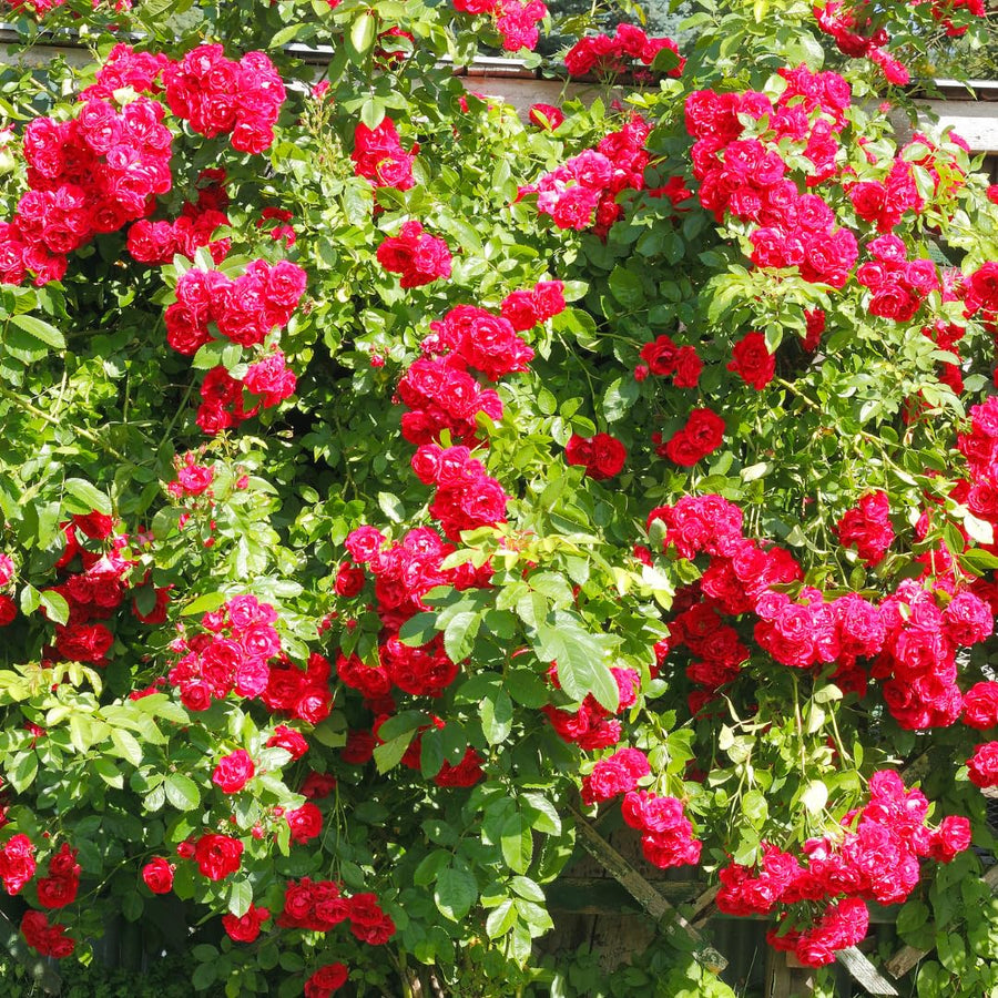 Vibrant Hot Pink Climbing Rose Live Plant, Fragrant Rose Bush Ready to Plants, Zone 5 to 9, Size 5 to 7 Inches and Bare Root