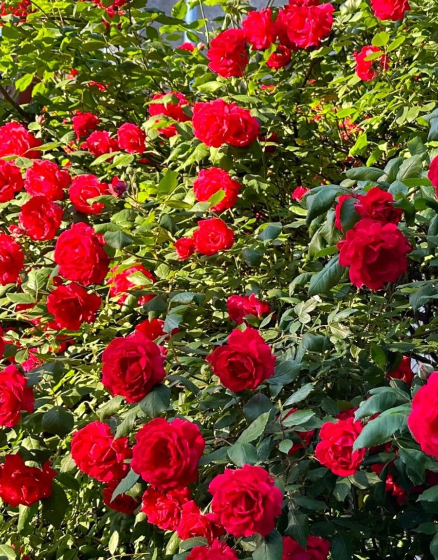 Climber Rose Plant Live - Climbing Rose - Come Bare Root with Soil, No Leaves, 5 to 7 Inches (Don Juan)