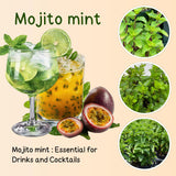 TANKDA Sets 2 Live Mint Plants Herb in 3.5" Pot, Fresh Mojito for Indoor Outdoor Growing, Spring Planting, 5-9" in Tall