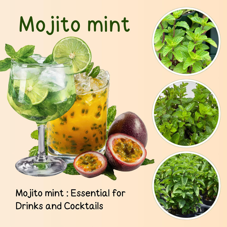 TANKDA Sets 2 Live Mint Plants Herb in 3.5" Pot, Fresh Mojito for Indoor Outdoor Growing, Spring Planting, 5-9" in Tall