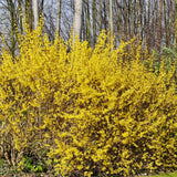 Gold Forsythia Live Plant in 2.5 Inch Pot, Forsythia Plant Live, Hardy Yellow Flowering Shrub for Outdoor Gardens