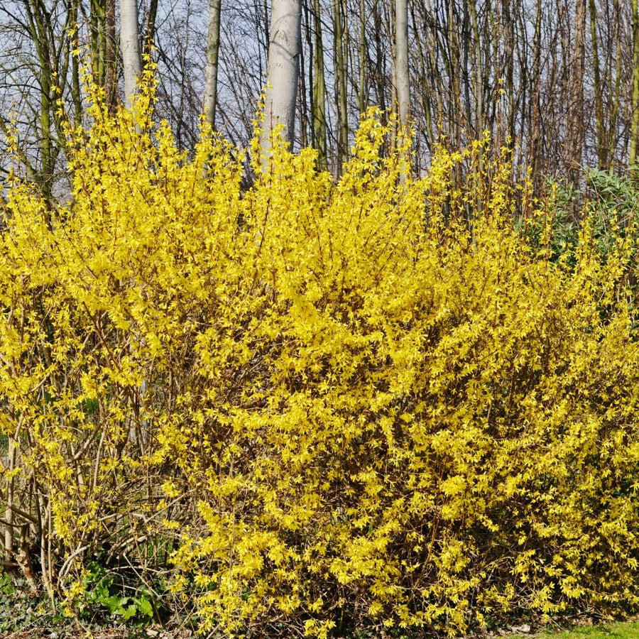 Gold Forsythia Live Plant in 2.5 Inch Pot, Forsythia Plant Live, Hardy Yellow Flowering Shrub for Outdoor Gardens
