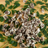 Pack of 100 Moringa Seeds for Planting, Moringa Oleifera Tree Seeds, Tropical Garden Plant Seeds Outdoor