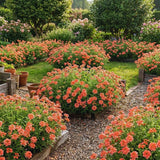 2 Salmon Verbena Plants Live for Planting, Colorful Blooming Flower Plant, Verbena Live Plants, 5 to 7 Inc Tall