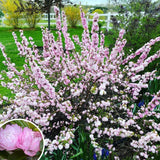 Almond Tree Live Plant, Pink Flowering Almond Shrub, Quart Pot, 8-10 Inches Tall, Fragrant Flower, Ornamental Shrub for Garden