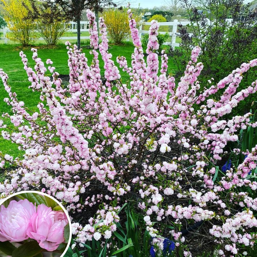 Almond Tree Live Plant, Pink Flowering Almond Shrub, Quart Pot, 8-10 Inches Tall, Fragrant Flower, Ornamental Shrub for Garden
