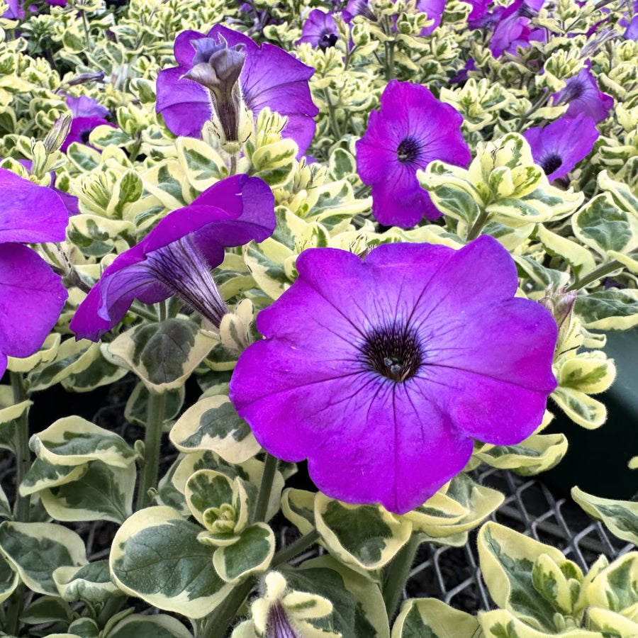 2 Petunia Live Plants, Variegated Lavender Grape Petunia Flowers, Live Petunias Plants Outdoor Indoor, 5-9 Inch Tall
