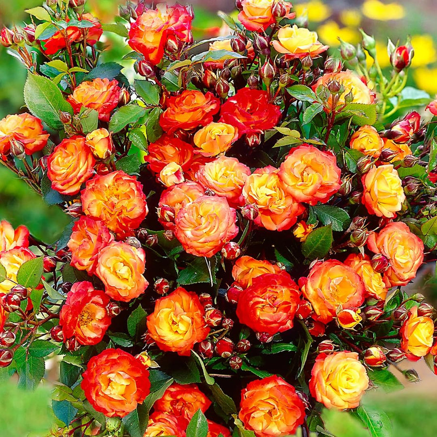 Yellow Orange Climbing Rose Live Plant, Fragrant Climber Rose for Garden, Hybrid Tea Roses Bushes, Establish Root, Cut Back