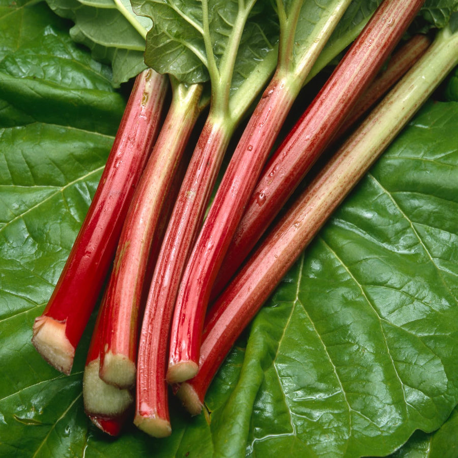 Pack 5 Rhubarb Plants Roots for Planting Outdoor, Red Rhubarb Plant Roots, Vegetable Root Live, Bareroot for Planting