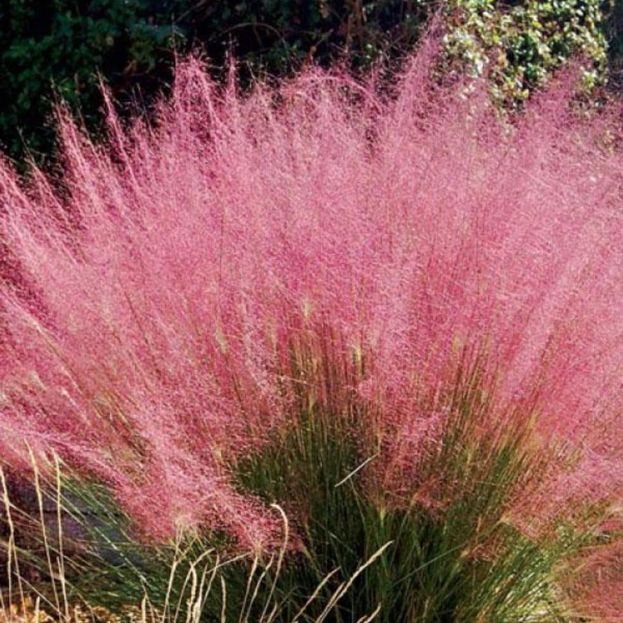 2 Ornamental Grass Plants - Muhly Grasses Live Plants Perennial - 5-9 Inc Tall - Live Grass Seedlings Indoor Outdoor (Pink Muhly Grass)