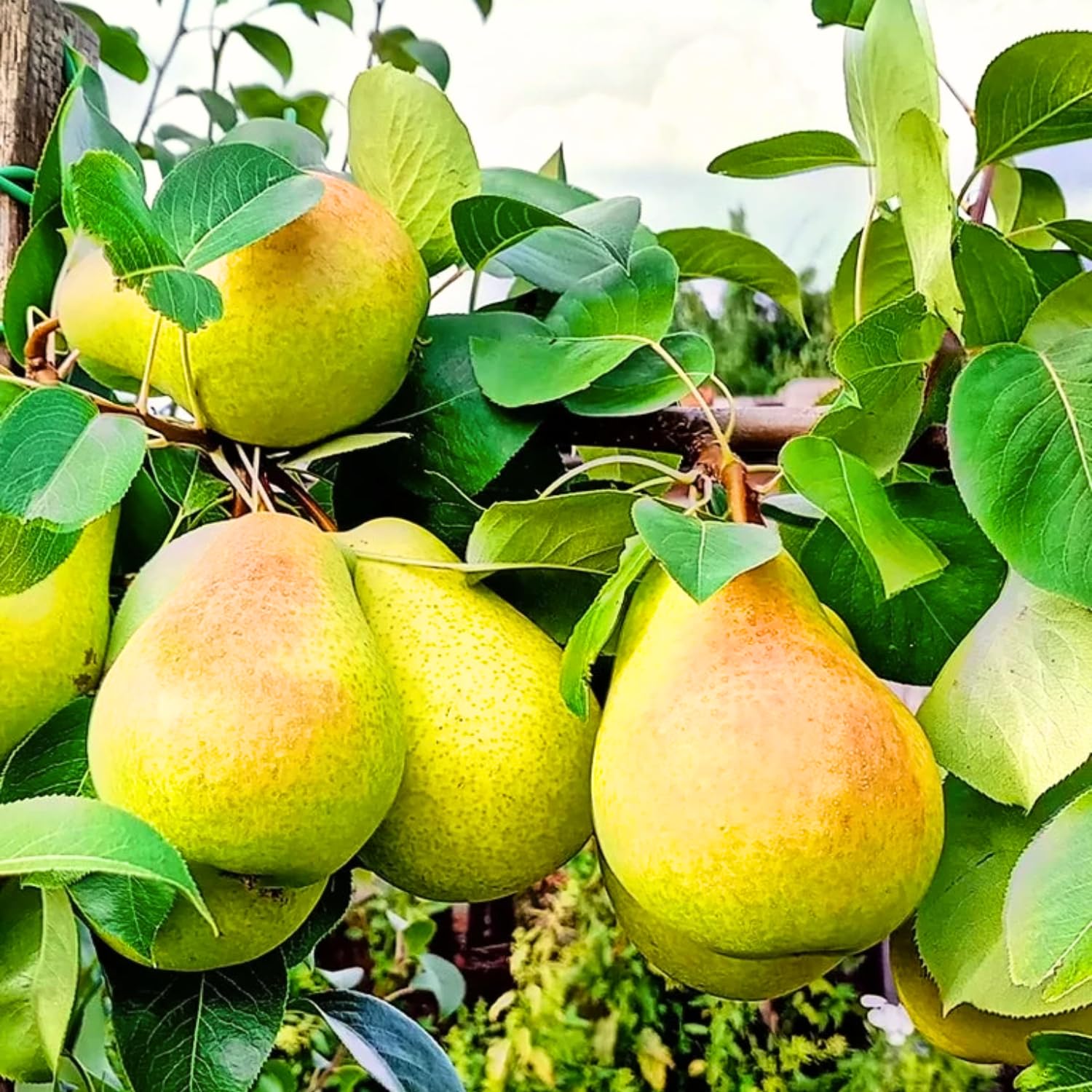 Pear Tree Live Plant 2 to 3 Feet Height, Bareroot, Pear Fruit Tree Plant Live, Pear Plant Live for Planting, Live Pear Tree