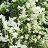 Bougainvillea Plants - Pack 2 Bougainvillea Flowering Plants - Starter from 4 to 6 Inches Tall Bareroot - Growing Outdoor (White)