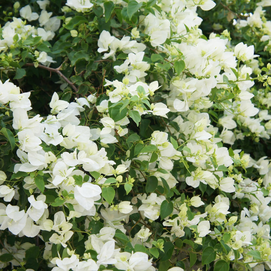 Bougainvillea Plants - Pack 2 Bougainvillea Flowering Plants - Starter from 4 to 6 Inches Tall Bareroot - Growing Outdoor (White)