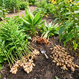 Set 3 Ginger, Jerusalem Artichoke and Turmeric Rhizomes for Garden Planting, Fresh Heirloom Roots for Gardens, Ready to Plant