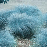 Seedling Blue Ornamental Grasses Live Plants Perennial, Live Fescue Grass Plant for Planting, 5 to 8 Inc Tall