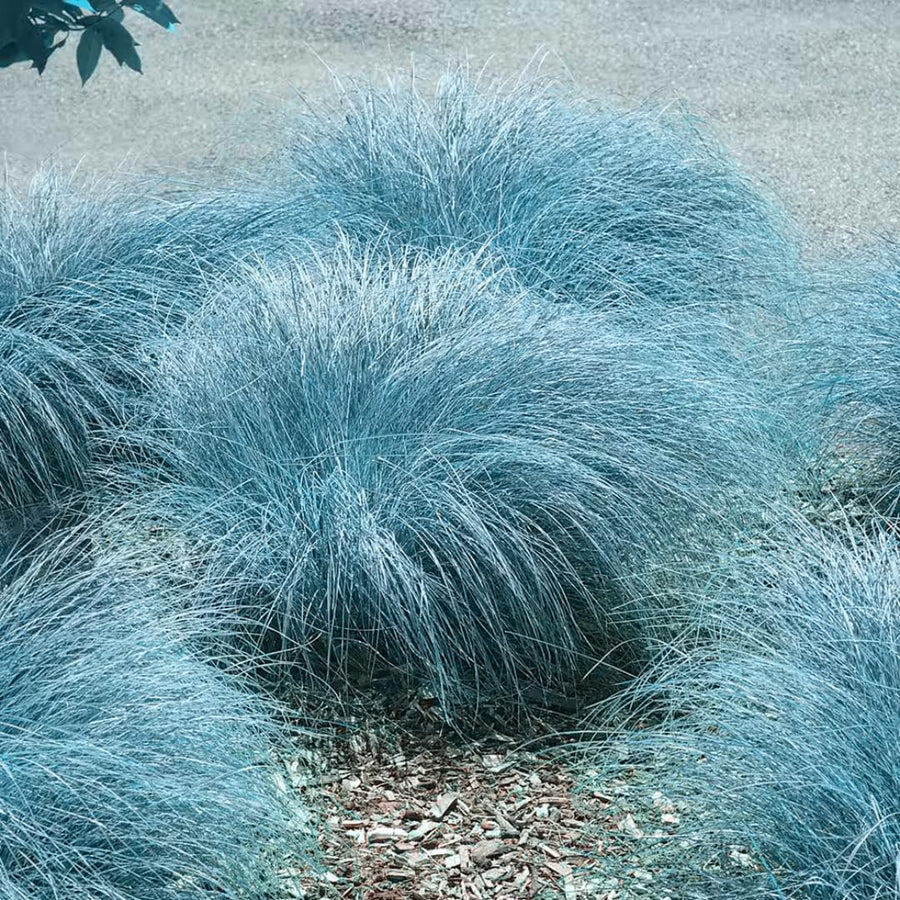 Seedling Blue Ornamental Grasses Live Plants Perennial, Live Fescue Grass Plant for Planting, 5 to 8 Inc Tall