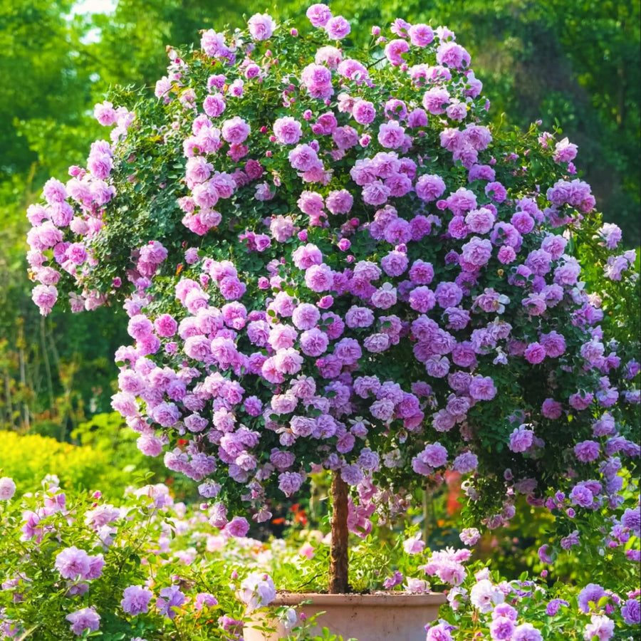 Light Purple Rose Bush Live Plant, Climbing Rose Plant Live Shrub - Bareroot with Soil 7-10 Inch Tall - Fragrant Rose Flowers Heirloom Rose Shrub