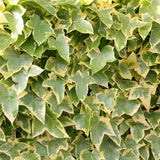 Trailing English Ivy Live Plant, Hardy Ivy Plants in 4" Pot, Climbing Plants Outdoor Garden, Easy Care House Plant (Variegated Yellow Green)