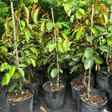 Star Apple Tree Live Plant, Purple Star Apple Plant Live, 1 Gallon Pot, 2-3 Feet Tropical Fruit Tree