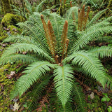 10 Cinnamon Fern Live Rhizomes, Shade Perennial Fern Plants for Outdoor Growing, Hardy, Fast Growing