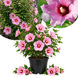 Pink Rose of Sharon Live Plant in Quart Pot, Althea Hibiscus Flowering Shrub for Outdoor Garden