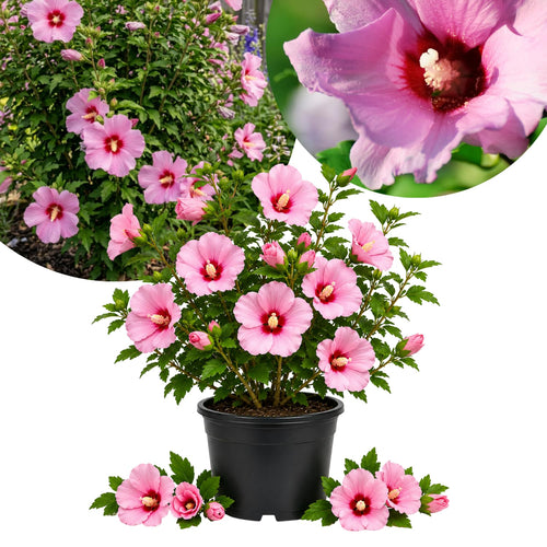 Pink Rose of Sharon Live Plant in Quart Pot, Althea Hibiscus Flowering Shrub for Outdoor Garden