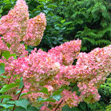 Pink White Hydrangea Live Plant, 2.5 Inch Pot, Color Changing Hydrangea Bush, Hardy Perennial Flowering Shrub, 6-12" Tall