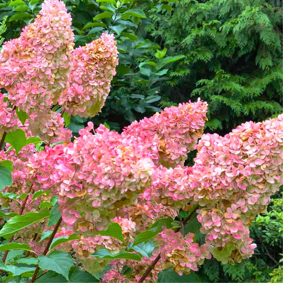 Pink White Hydrangea Live Plant, 2.5 Inch Pot, Color Changing Hydrangea Bush, Hardy Perennial Flowering Shrub, 6-12" Tall