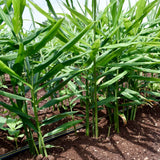Ginger Plant Live for Planting, Hawaiian Ginger Flower Plant, Tropical Ginger Plant Well-Rooted for Indoor Outdoor Growing, 5-9" Tall (Ginger Zingiber)