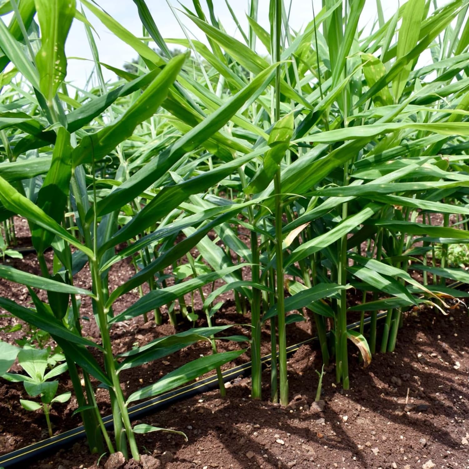 Ginger Plant Live for Planting, Hawaiian Ginger Flower Plant, Tropical Ginger Plant Well-Rooted for Indoor Outdoor Growing, 5-9" Tall (Ginger Zingiber)