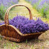 Lavender Plant Live in 3'' Pot, Fragrant Lavender Flowering Herb for Indoor Outdoor Planting, Ready to Grow (Purple Lavender)