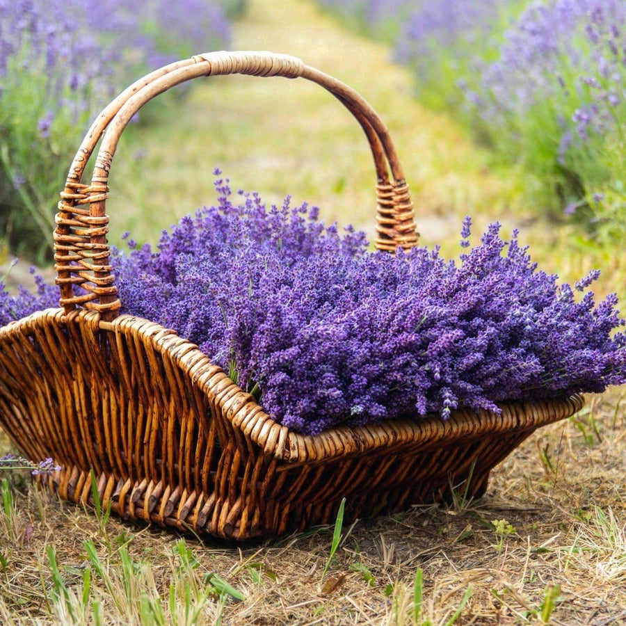 Lavender Plant Live in 3'' Pot, Fragrant Lavender Flowering Herb for Indoor Outdoor Planting, Ready to Grow (Purple Lavender)