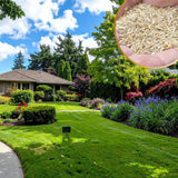10000 Emerald Zoysia Grass Seeds for Lawn, Emerald Zoysia Grass Seeds, Lawngrass Seed, Drought Tolerant for Outdoor Lawn and Garden