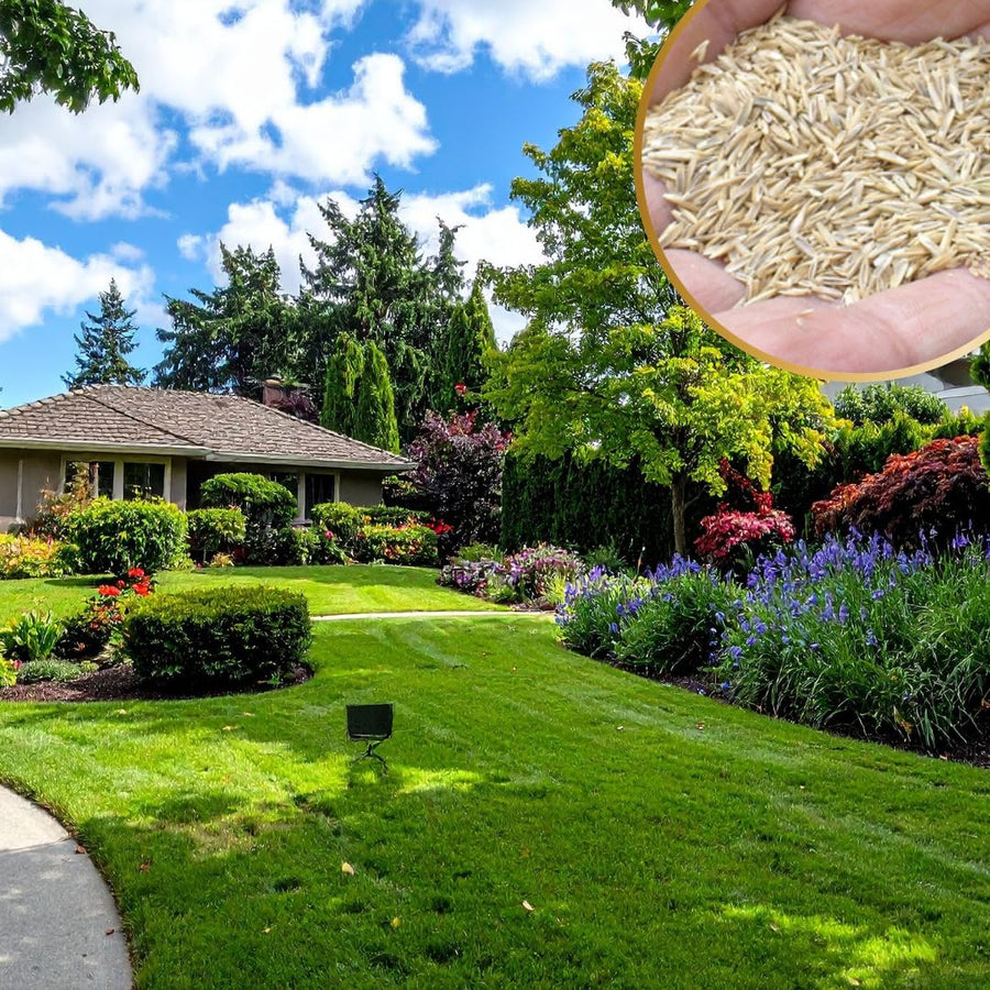 10000 Emerald Zoysia Grass Seeds for Lawn, Emerald Zoysia Grass Seeds, Lawngrass Seed, Drought Tolerant for Outdoor Lawn and Garden