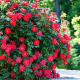 2 Rose Plants Live, Rose Bush Live Plants, Fragrant Rose Flowers, Well Rooted 5-10 Inch Tall, No Pot (Red Rose Plant)