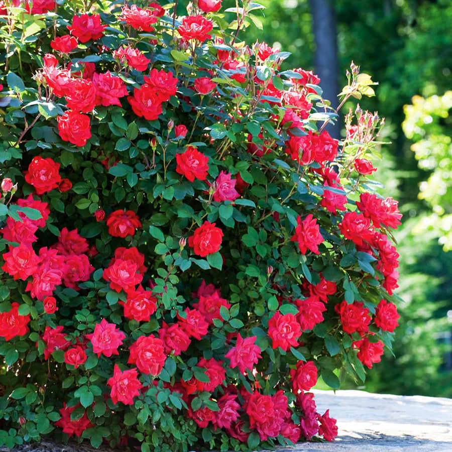 2 Rose Plants Live, Rose Bush Live Plants, Fragrant Rose Flowers, Well Rooted 5-10 Inch Tall, No Pot (Red Rose Plant)