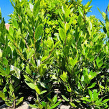 Bay Leaf Tree Live Plant, Sweet Bay Laurel Laurus Nobilis, 8-10 Inch Tall in 4” Pot, Culinary Herb Plant