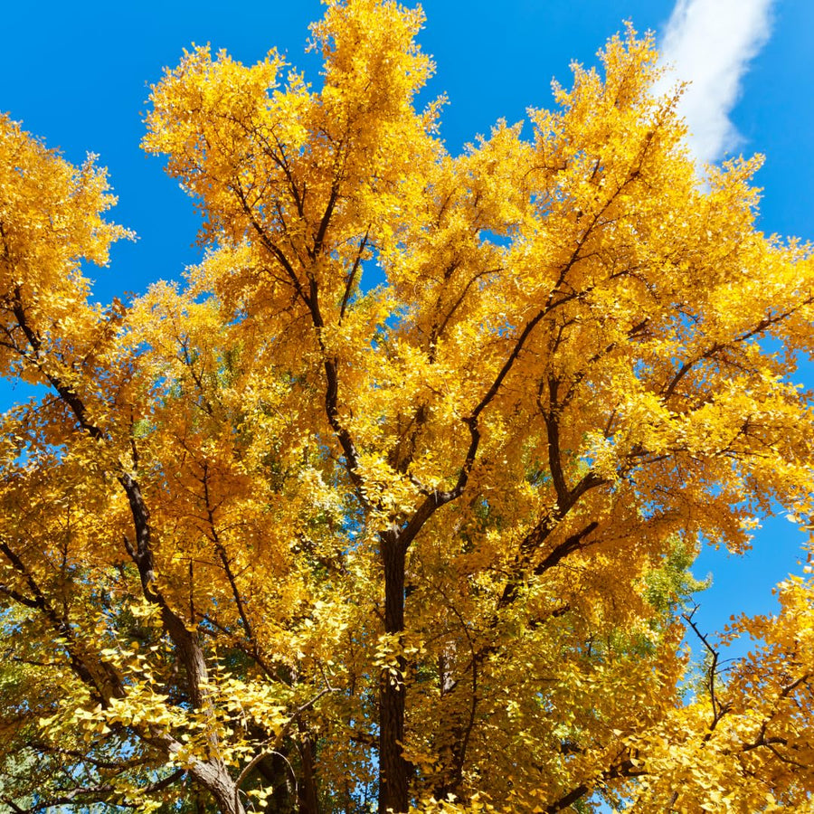 Yellow Ginkgo Tree Live Plant, Ginkgo Tree, 4–6 Inches Tall in Pot, Cold Hardy, Well-Rooted, Ready to Grow for Garden Planting