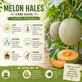 2 Hales Melon Plants Live, Sweet Yellow Melon Variety in 4'' Pot, 4-6 Inch Tall Starter Plants, Edible Fruit for Outdoor Garden, Ready to Grow