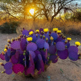 Purple Prickly Pear Cactus Live Plant, in 3.5" Pot, Hardy Purple Cactus for Outdoor or Indoor Growing