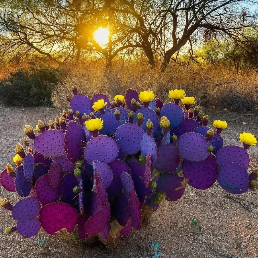 Purple Prickly Pear Cactus Live Plant, in 3.5" Pot, Hardy Purple Cactus for Outdoor or Indoor Growing