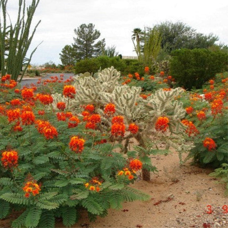 Red Orange Mexican Bird of Paradise Plant Live in Pot, 6-10" in Tall Well-Rooted Seedling for Outdoor Growing, Peacock Plant