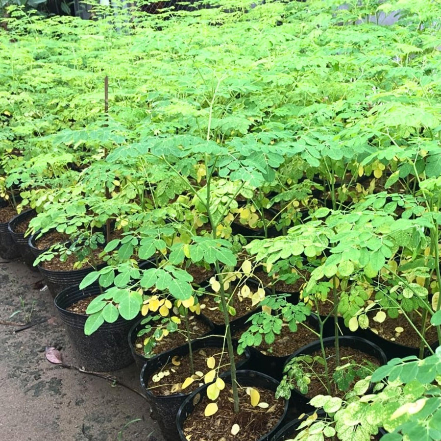 Moringa Oleifera Tree Live Plant, Malunggay Plant Live, 1 Year Old, Moringa Tree Plant Live, Drumstick Malunggay 4 Inc Pot Well-Rooted